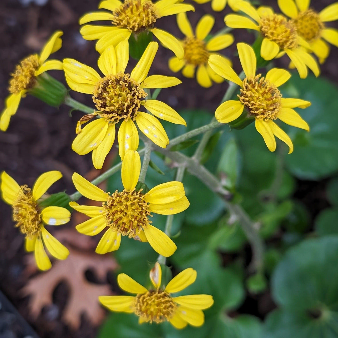 Farfugium Japonicum 'Giganteum' ~ Giant Leopard Plant-ServeScape