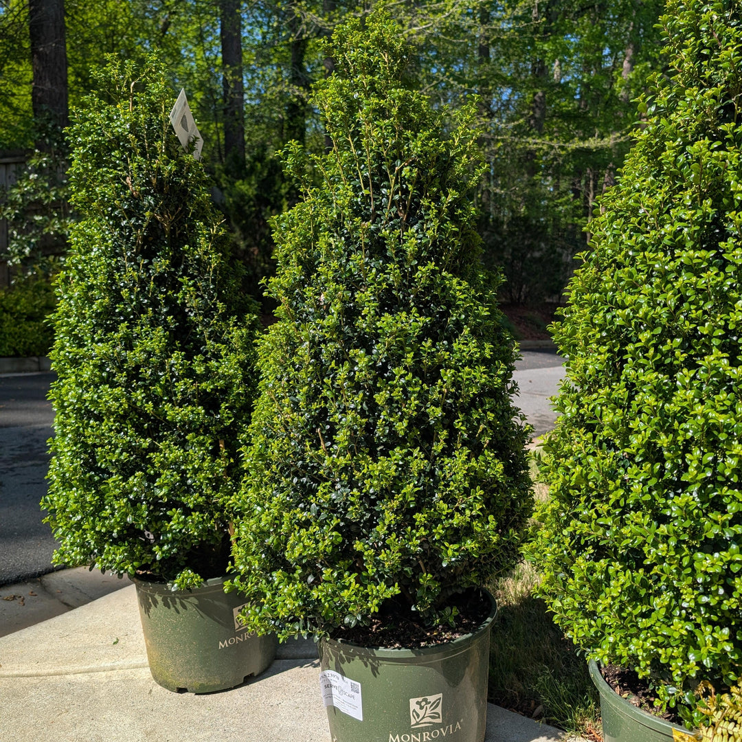 Ilex crenata 'Steeds' ~ Monrovia® Steeds Upright Japanese Holly-ServeScape