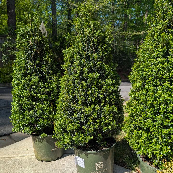 Ilex crenata 'Steeds' ~ Monrovia® Steeds Upright Japanese Holly-ServeScape