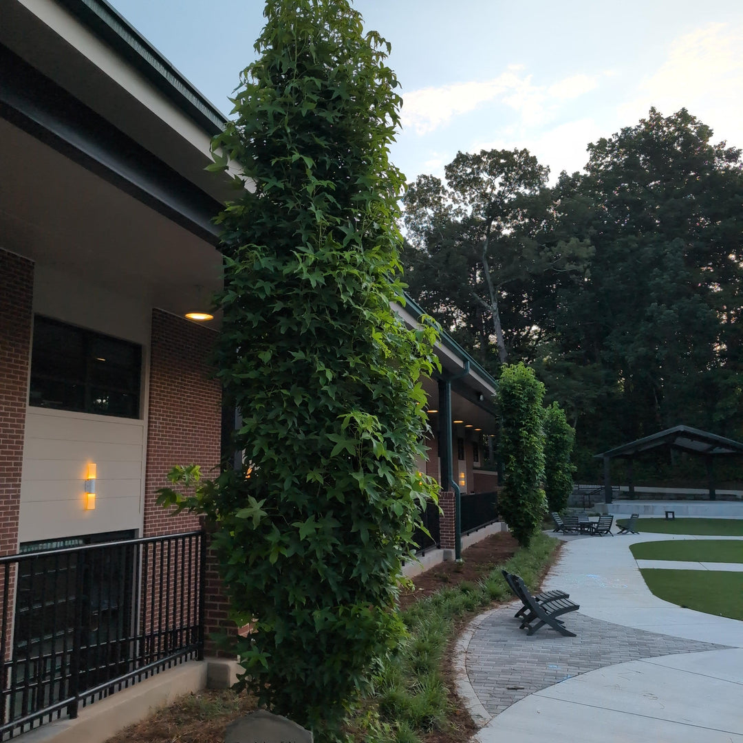 Liquidambar styraciflua 'Slender Silhouette' ~ Slender Silhouette Sweetgum-ServeScape