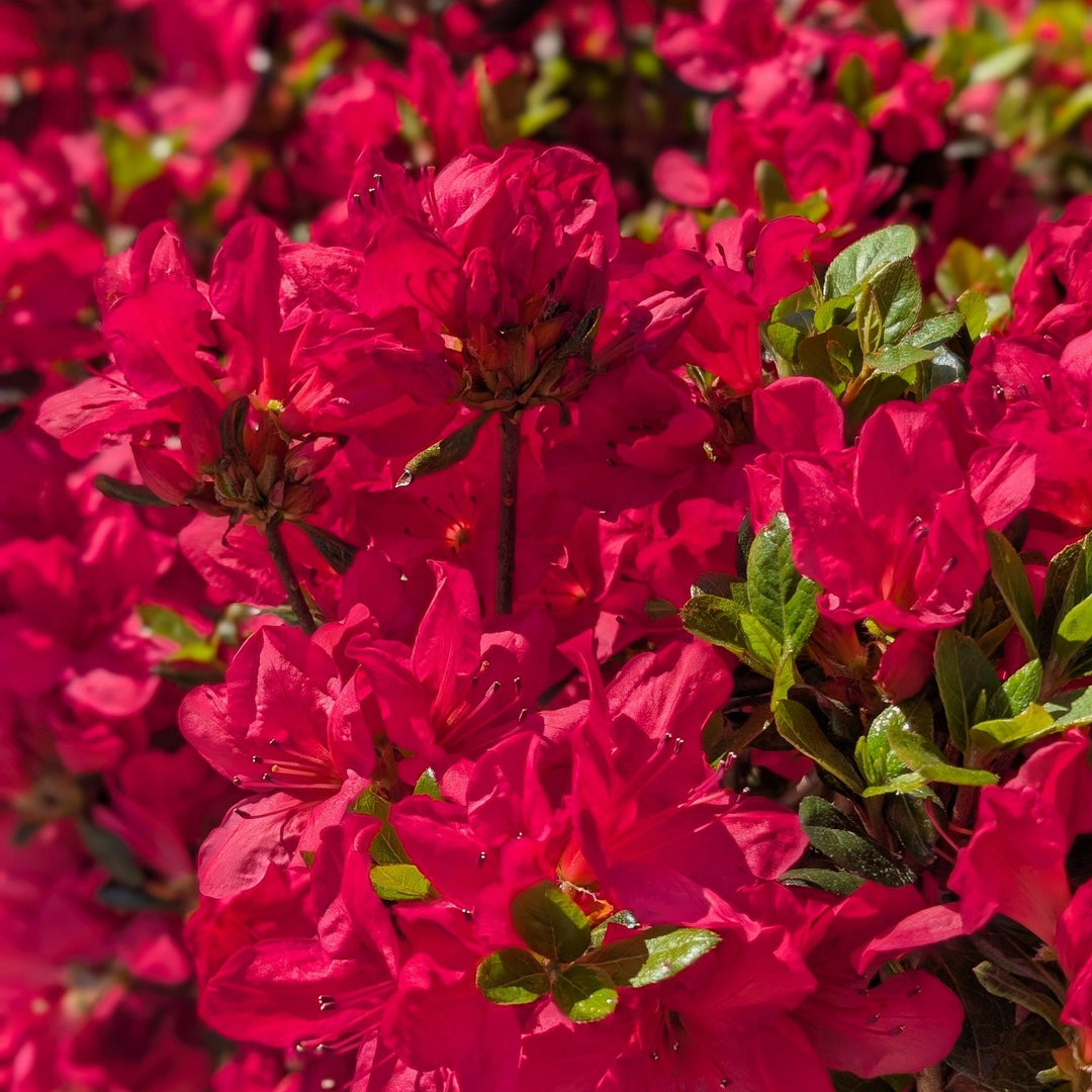 Azalea kaempferi 'Johanna' ~ Johanna Azalea-ServeScape