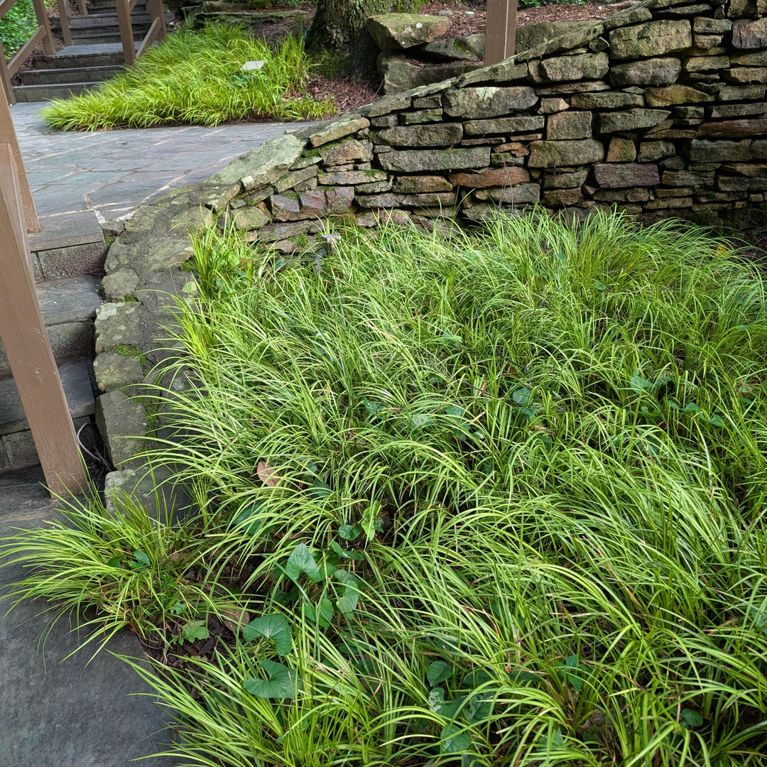 Acorus gramineus 'Ogon' ~ Graceful Grasses® Golden Variegated Sweet Flag-ServeScape