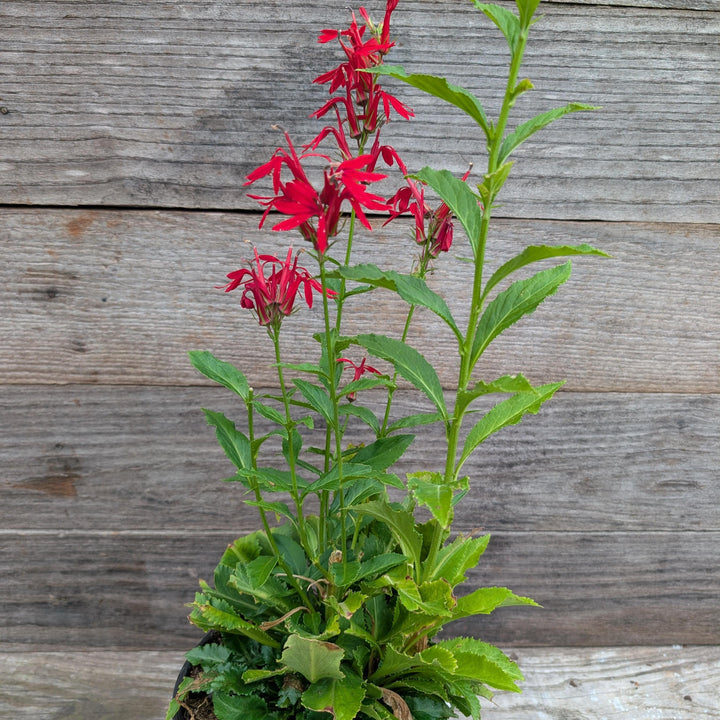 Lobelia cardinalis ~ Cardinal Flower-ServeScape