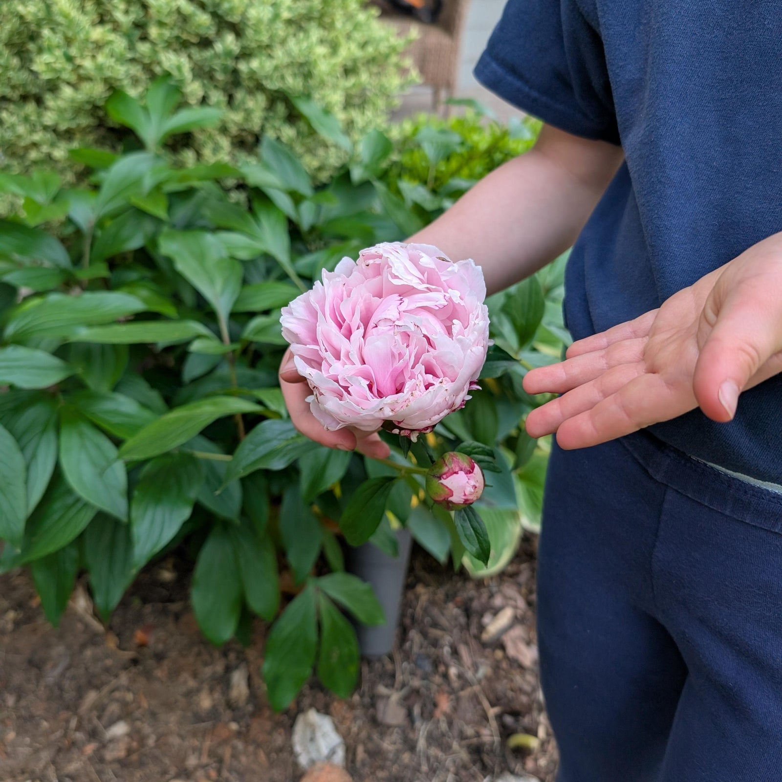 Paeonia lactiflora 'Sarah Bernhardt' ~ Sarah Bernhardt Peony-ServeScape