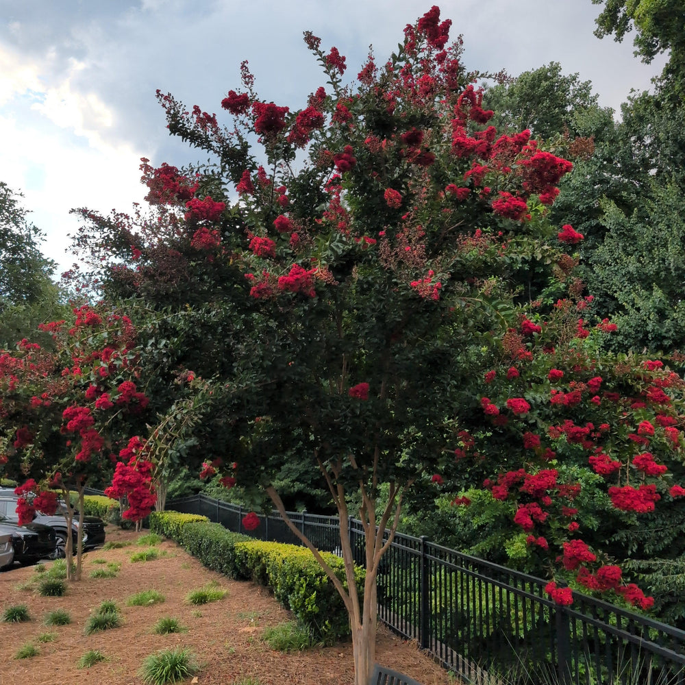 Lagerstroemia indica x fauriei 'Tonto' ~ Tonto Crape Myrtle-ServeScape