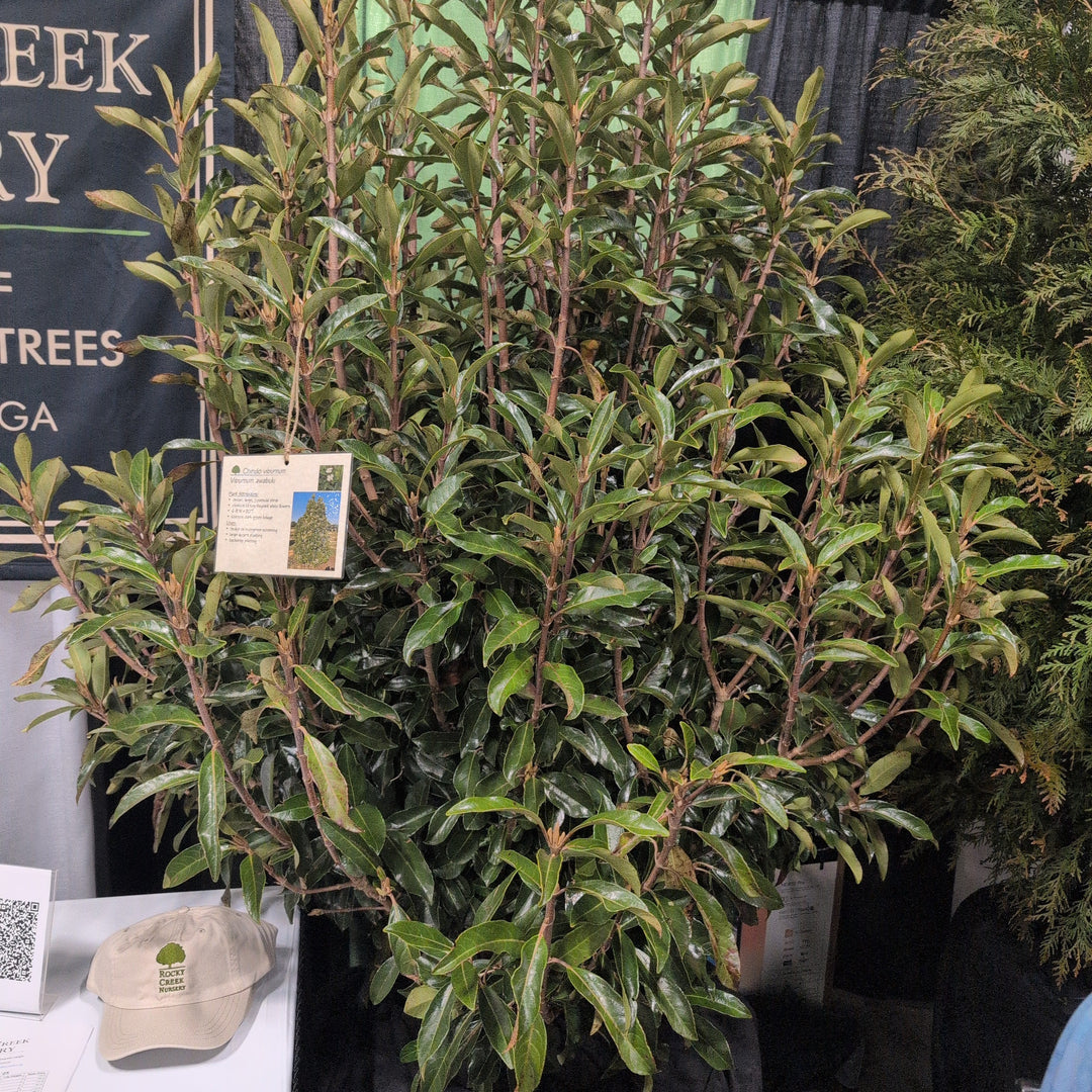 Viburnum awabuki 'Chindo' ~ Chindo Sweet Viburnum-ServeScape