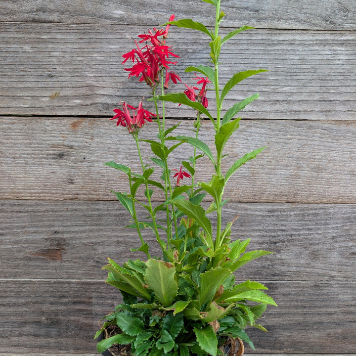 Lobelia cardinalis ~ Cardinal Flower-ServeScape