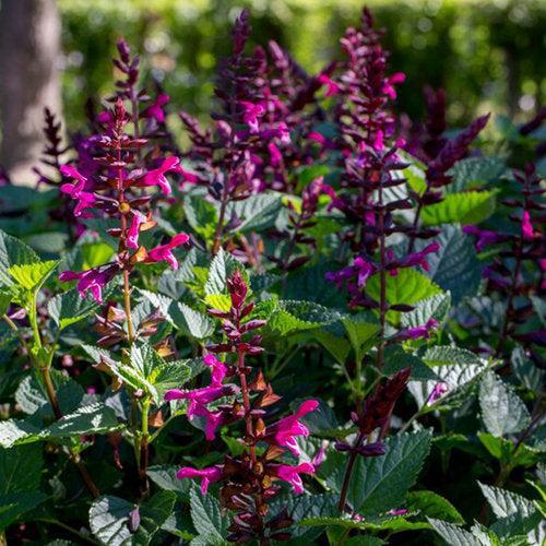 Salvia 'BBSAL00301' ~ PW® Rockin'® Fuchsia Salvia-ServeScape