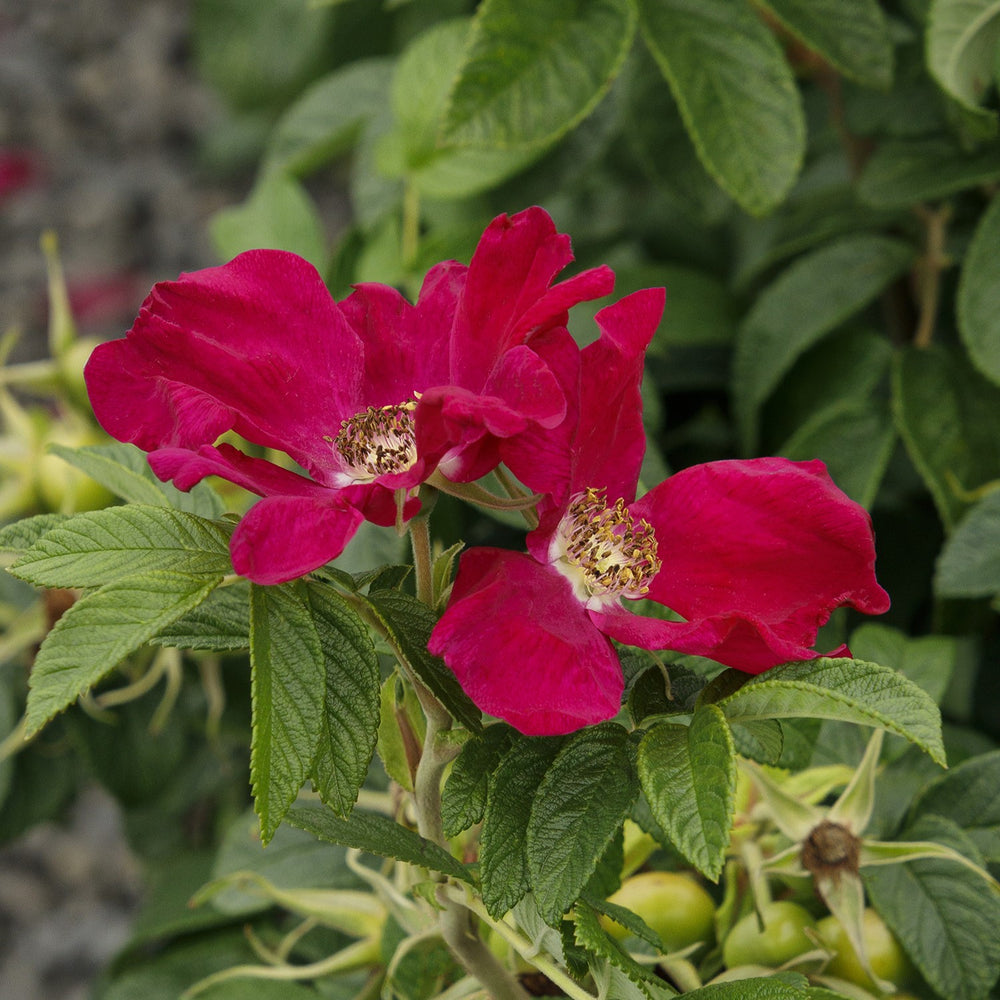 Rosa rugosa 'RUIRJ0110A' PPAF ~ Monrovia® Seaside Swirl™ Red Rugosa Rose-ServeScape
