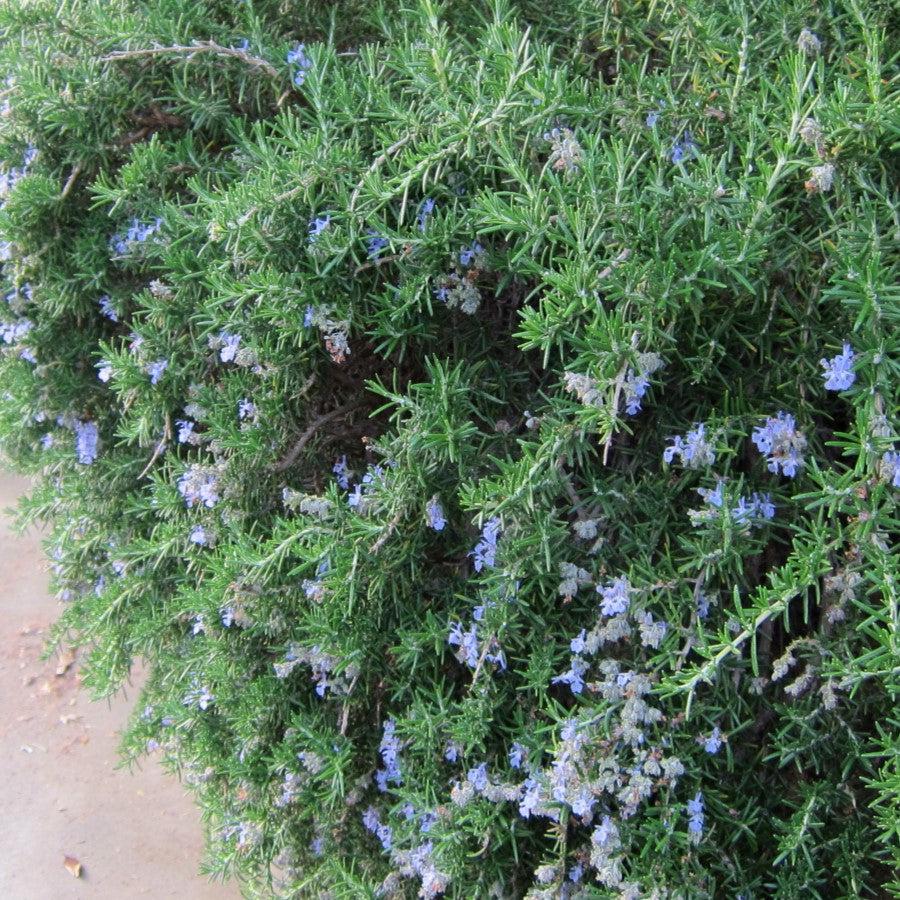 Rosmarinus officinalis 'Prostratus' ~ Creeping Rosemary-ServeScape