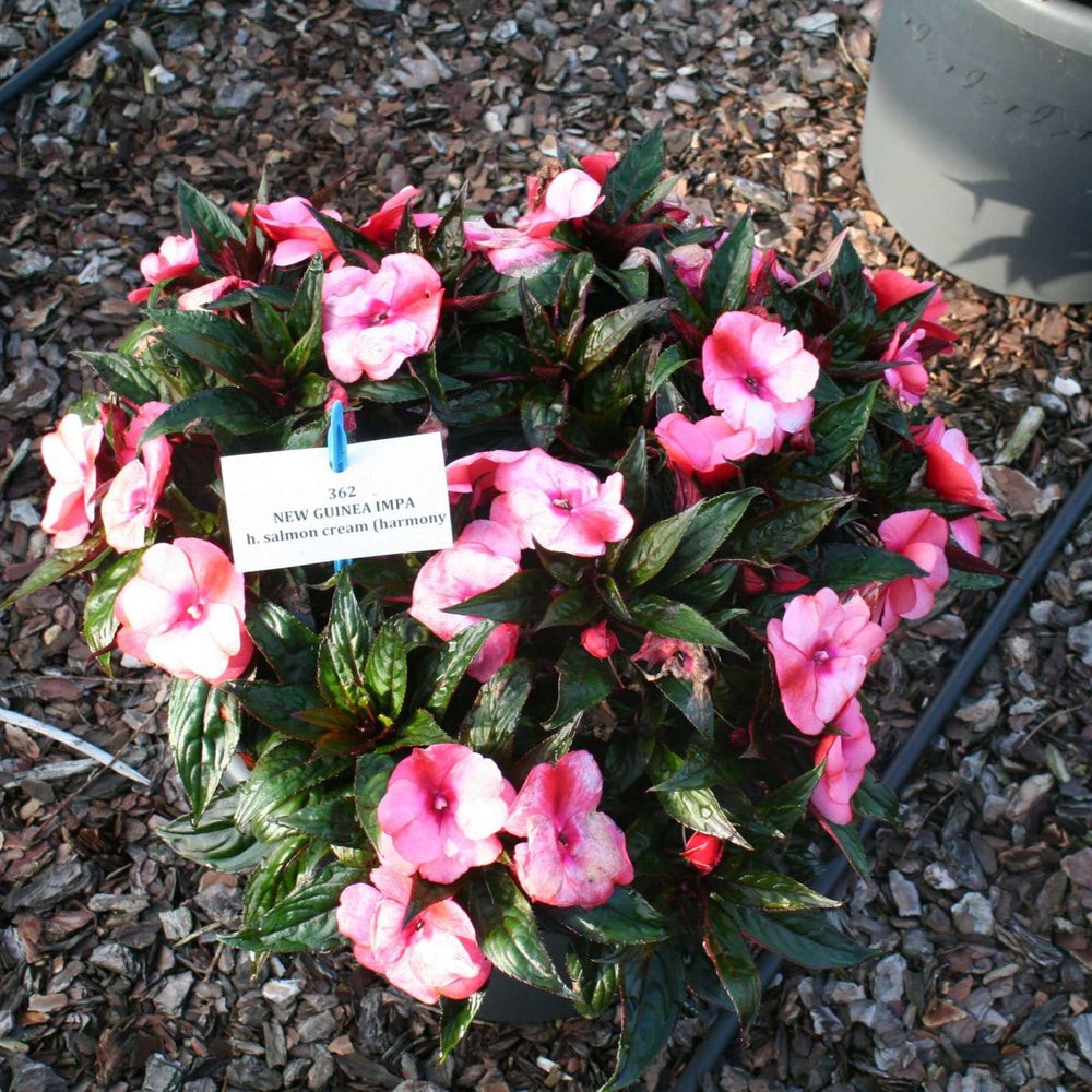 Impatiens hawkeri 'Harmony Salmon Cream' ~ Harmony® Salmon Cream New Guinea Impatiens-ServeScape