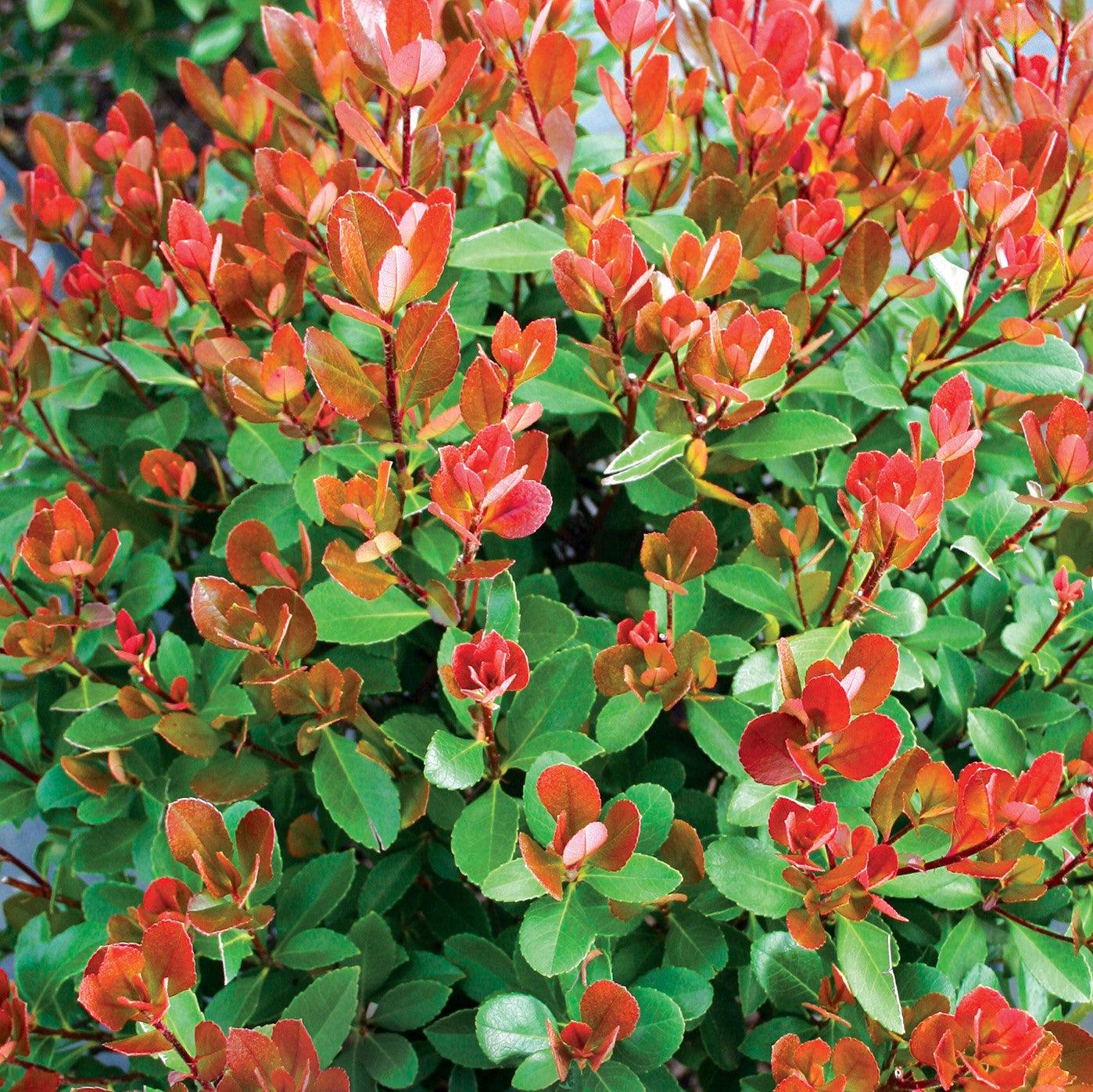 Rhaphiolepis indica 'sPg-3-003' ~ Monrovia® Redbird™ Indian Hawthorne-ServeScape