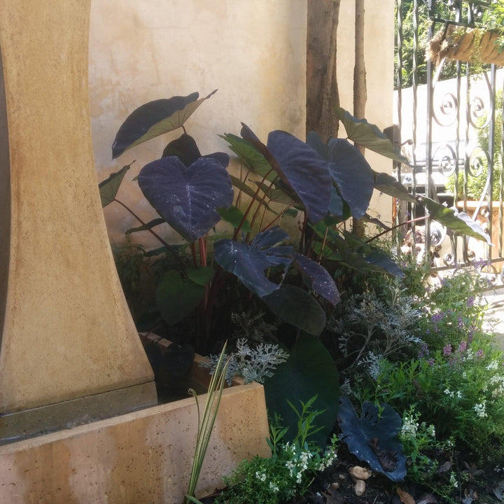 Colocasia esculenta 'Illustris' ~ Monrovia® Illustris Elephant Ear, Taro-ServeScape