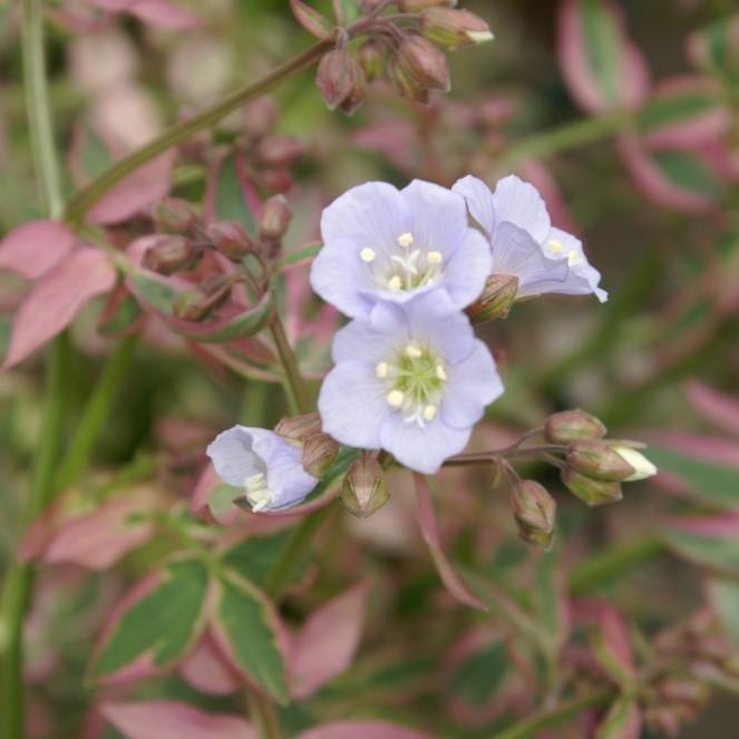 Polemonium reptans 'Stairway to Heaven' ~ Monrovia® Stairway to Heaven Creeping Jacob's Ladder-ServeScape