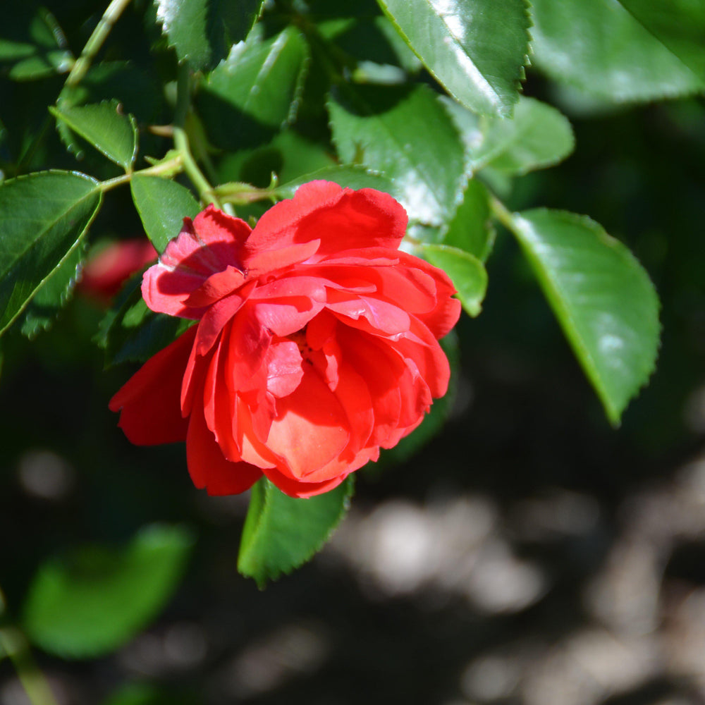 Rosa x 'NOA83100B' ~ Monrovia® Flower Carpet® Scarlet Rose-ServeScape