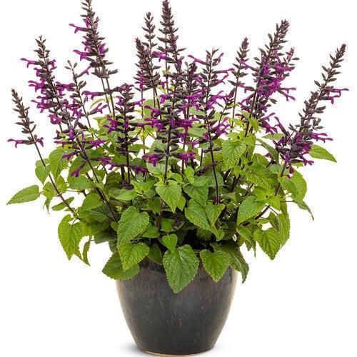 Salvia 'WNSVRDP23' ~ PW® Rockin'® Deep Purple Salvia-ServeScape