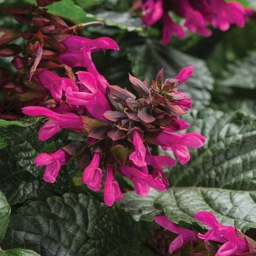 Salvia 'BBSAL00301' ~ PW® Rockin'® Fuchsia Salvia-ServeScape