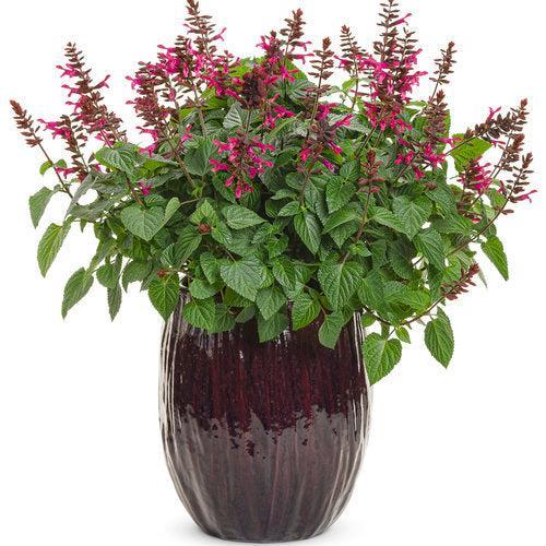 Salvia 'BBSAL00301' ~ PW® Rockin'® Fuchsia Salvia-ServeScape