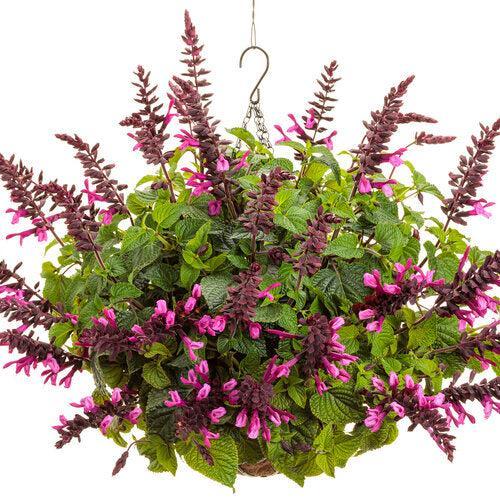 Salvia ''WNSVUPPK' ~ PW® Unplugged® Pink Salvia-ServeScape