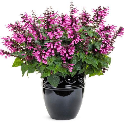 Salvia ''WNSVUPPK' ~ PW® Unplugged® Pink Salvia-ServeScape