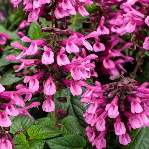 Salvia ''WNSVUPPK' ~ PW® Unplugged® Pink Salvia-ServeScape