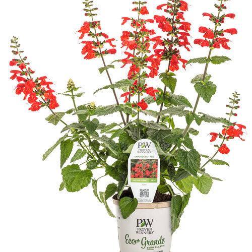 Salvia coccinea 'DWsahyb03' ~ PW® Unplugged® Red Salvia-ServeScape