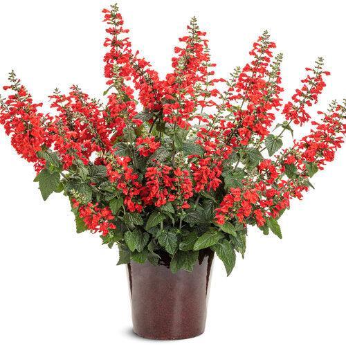 Salvia coccinea 'DWsahyb03' ~ PW® Unplugged® Red Salvia-ServeScape