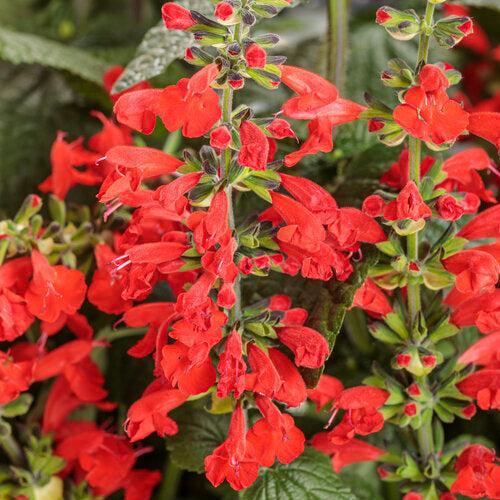 Salvia coccinea 'DWsahyb03' ~ PW® Unplugged® Red Salvia-ServeScape