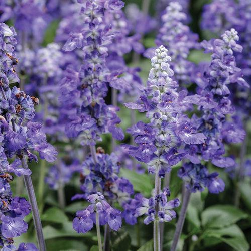 Salvia farinacea 'G14251' ~ PW® Unplugged® So Blue™ Salvia-ServeScape