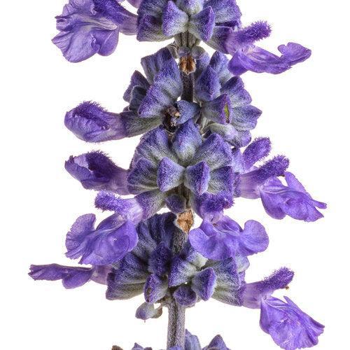 Salvia farinacea 'G14251' ~ PW® Unplugged® So Blue™ Salvia-ServeScape