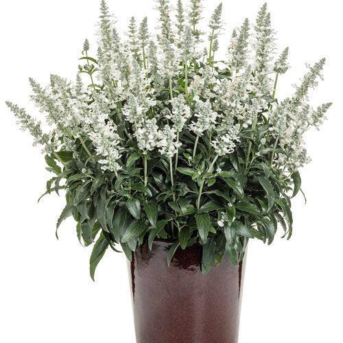 Salvia farinacea 'DPWSAFUWHT' ~ PW® Unplugged® White Salvia-ServeScape