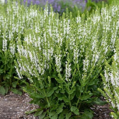 Salvia nemorosa ‘White Profusion’ ~ White Profusion Meadow Sage-ServeScape