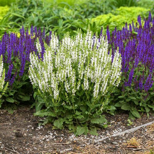 Salvia nemorosa ‘White Profusion’ ~ White Profusion Meadow Sage-ServeScape