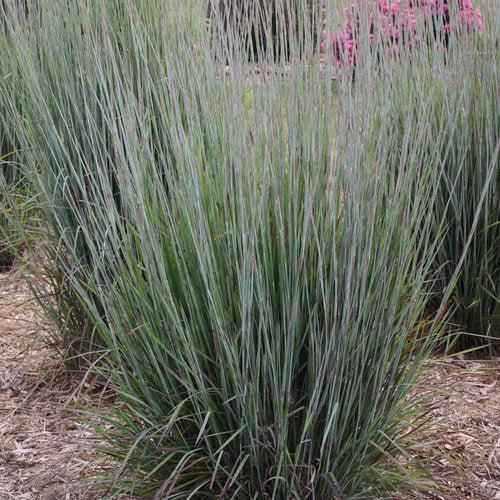 Schizachyrium scoparium 'Blue Paradise' ~ 'Blue Paradise' Little Bluestem-ServeScape