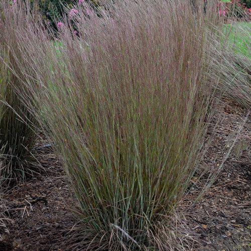 Schizachyrium scoparium 'Blue Paradise' ~ 'Blue Paradise' Little Bluestem-ServeScape