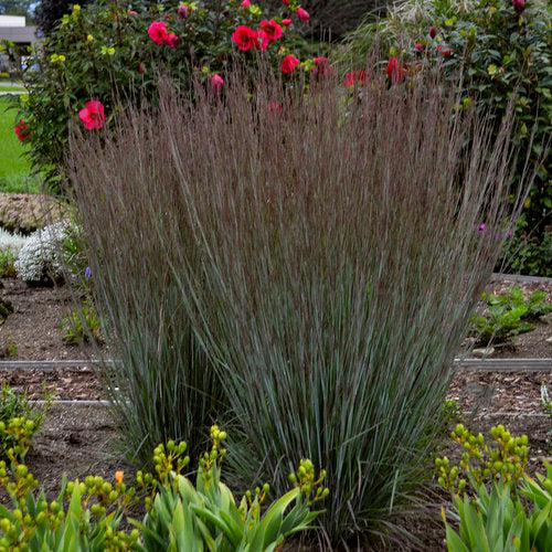 Schizachyrium scoparium 'Blue Paradise' ~ 'Blue Paradise' Little Bluestem-ServeScape