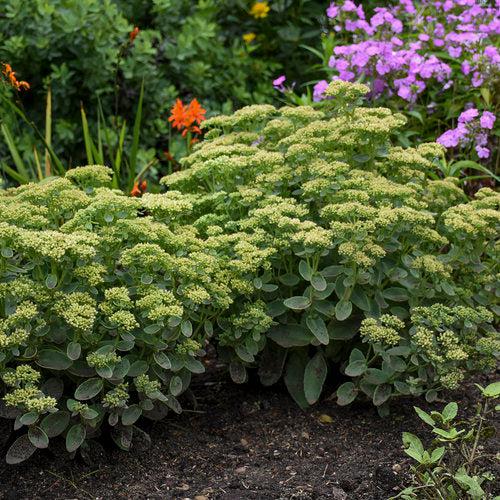 Sedum 'Lemonjade’ ~ Rock 'N Grow® Lemonjade Stonecrop-ServeScape