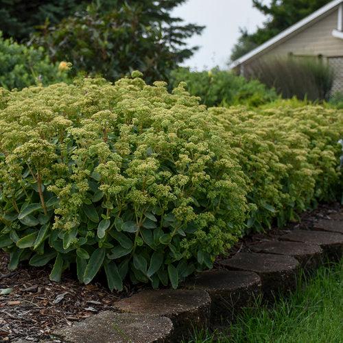 Sedum 'Lemonjade’ ~ Rock 'N Grow® Lemonjade Stonecrop-ServeScape
