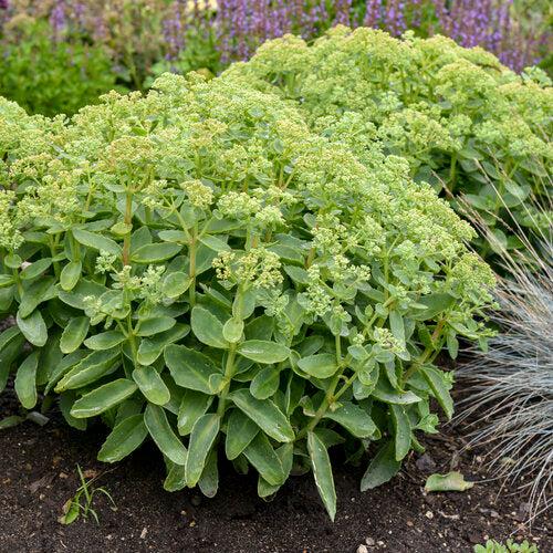Sedum 'Lemonjade’ ~ Rock 'N Grow® Lemonjade Stonecrop-ServeScape