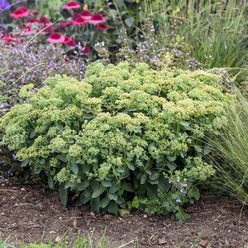 Sedum 'Lemonjade’ ~ Rock 'N Grow® Lemonjade Stonecrop-ServeScape