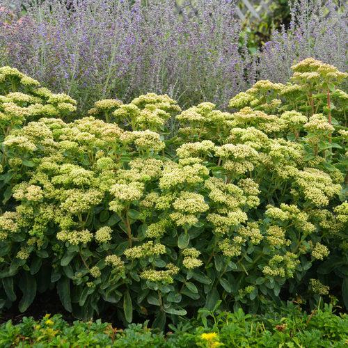 Sedum 'Lemonjade’ ~ Rock 'N Grow® Lemonjade Stonecrop-ServeScape