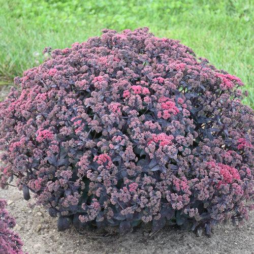 Sedum 'Midnight Velvet' ~ Rock 'N Grow® Midnight Velvet Stonecrop-ServeScape