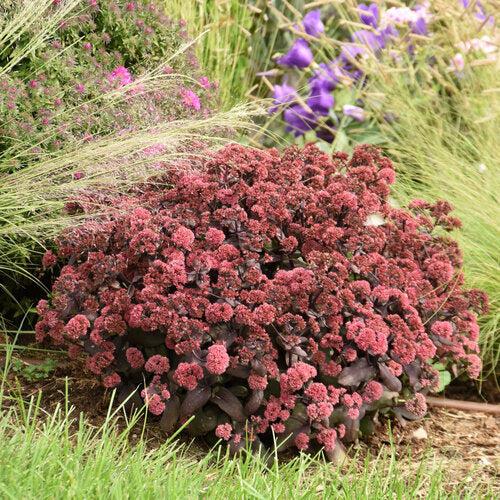 Sedum 'Midnight Velvet' ~ Rock 'N Grow® Midnight Velvet Stonecrop-ServeScape