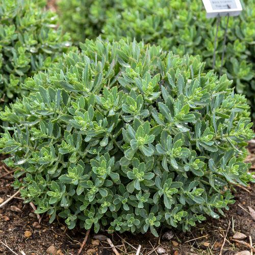 Sedum 'Pride And Joy' ~ Rock 'N Grow® Pride And Joy Stonecrop-ServeScape