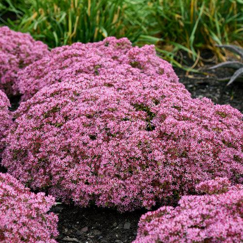 Sedum 'Pride And Joy' ~ Rock 'N Grow® Pride And Joy Stonecrop-ServeScape