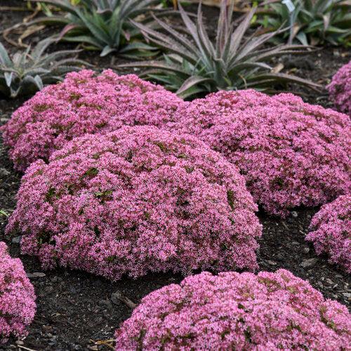 Sedum 'Pride And Joy' ~ Rock 'N Grow® Pride And Joy Stonecrop-ServeScape