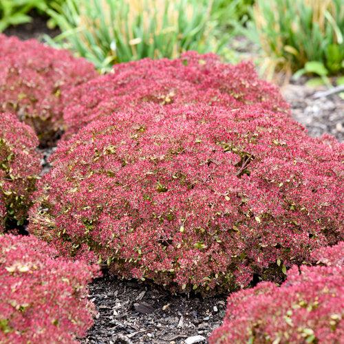 Sedum 'Pride And Joy' ~ Rock 'N Grow® Pride And Joy Stonecrop-ServeScape