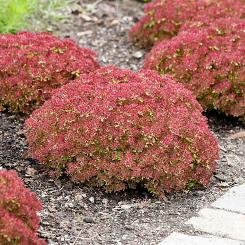 Sedum 'Pride And Joy' ~ Rock 'N Grow® Pride And Joy Stonecrop-ServeScape
