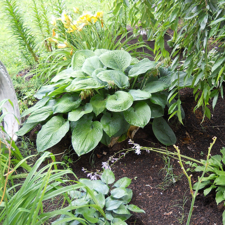 Hosta 'T Rex' ~ Monrovia® T Rex Hosta-ServeScape
