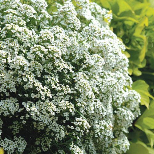 Lobularia maritimum 'Inlbusnopr' PP21,594 ~ PW® Snow Princess® Sweet Alyssum-ServeScape